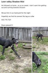 Found/Stray Male Dog last seen Grissom Bandera , San Antonio, TX 78251