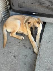 Lost Male Dog last seen Victory and Whitsett, Los Angeles, CA 91606