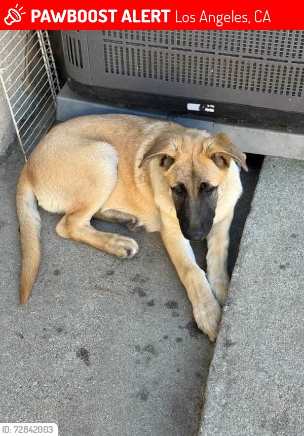 Lost Male Dog last seen Victory and Whitsett, Los Angeles, CA 91606