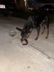 Found/Stray Male Dog last seen 19th and Fairmount, Milwaukee, WI 53209