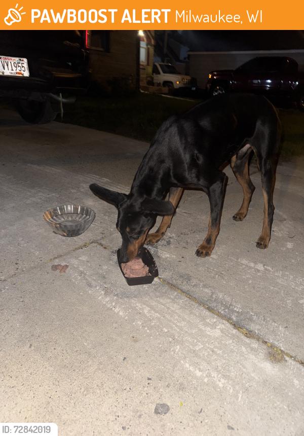 Found/Stray Male Dog last seen 19th and Fairmount, Milwaukee, WI 53209