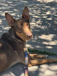 Found/Stray Male Dog last seen South Buckner and blossom lane, Dallas, TX 75227
