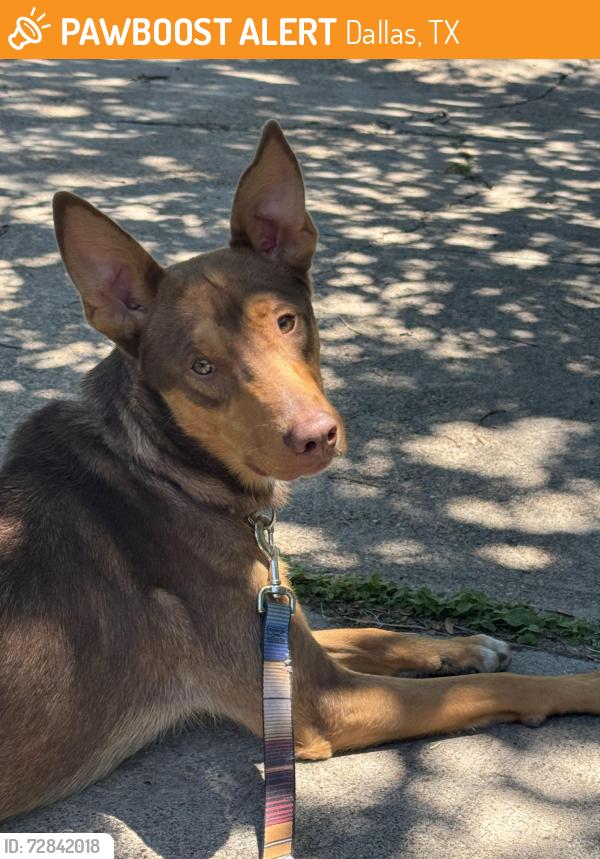 Found/Stray Male Dog last seen South Buckner and blossom lane, Dallas, TX 75227