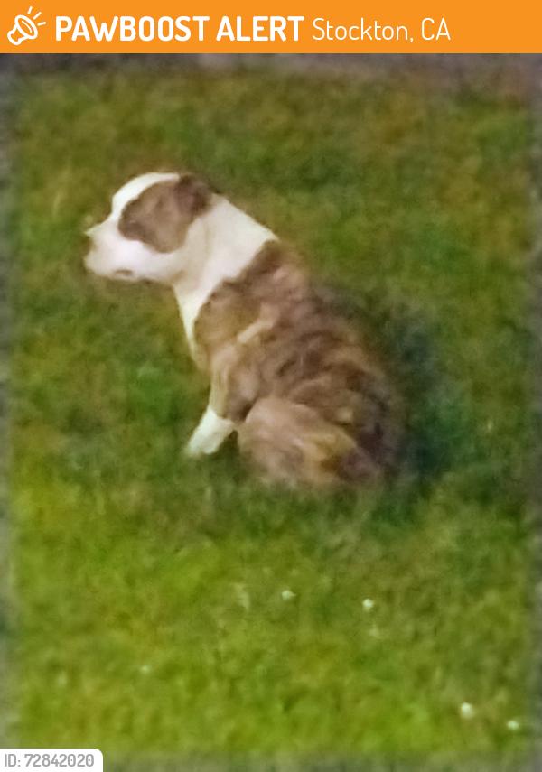 Found/Stray Unknown Dog last seen Venetian Park apmts , Stockton, CA 95207
