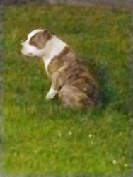 Found/Stray Unknown Dog last seen Venetian Park apmts , Stockton, CA 95207