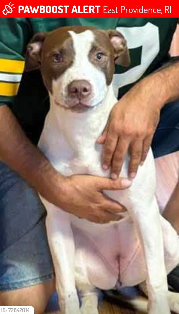 Lost Female Dog last seen Maple Ave near Bullocks point ave , East Providence, RI 02915