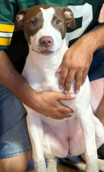 Lost Female Dog last seen Maple Ave near Bullocks point ave , East Providence, RI 02915