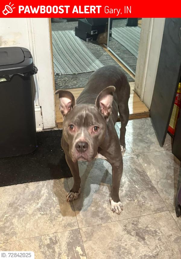 Lost Male Dog last seen Near Pierce St, Gary, IN, Gary, IN 46408
