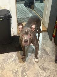 Lost Male Dog last seen Near Pierce St, Gary, IN, Gary, IN 46408