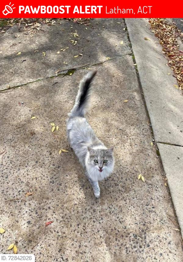 Lost Female Cat last seen Homburg street , Latham, ACT 2615