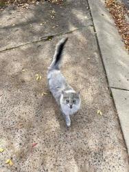 Lost Female Cat last seen Homburg street , Latham, ACT 2615