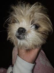 Lost Female Dog last seen Twisted Branch and Dusted Daisey , Pflugerville, TX 78660