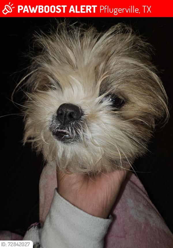 Lost Female Dog last seen Twisted Branch and Dusted Daisey , Pflugerville, TX 78660