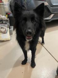Found/Stray Female Dog last seen hole Canyon, Valley Center, CA 92082