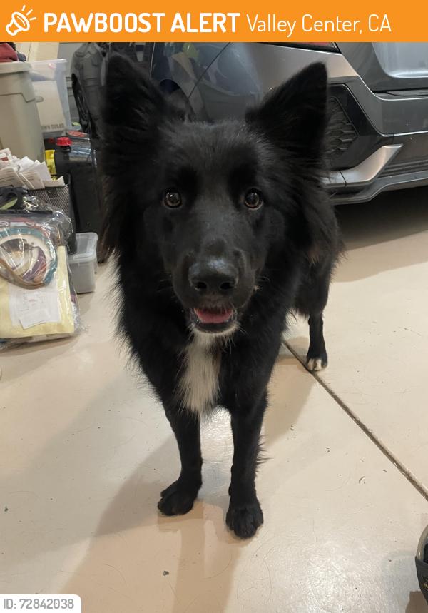 Found/Stray Female Dog last seen hole Canyon, Valley Center, CA 92082