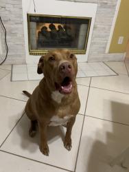 Lost Male Dog last seen County Rd NE 2100, Mount Vernon, TX 75457