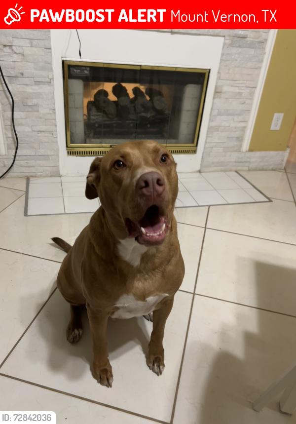 Lost Male Dog last seen County Rd NE 2100, Mount Vernon, TX 75457