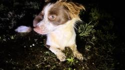 Found/Stray Male Dog last seen West lee ave and west mainstreet, Yadkinville, NC 27055