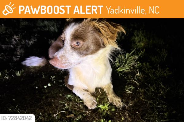Found/Stray Male Dog last seen West lee ave and west mainstreet, Yadkinville, NC 27055