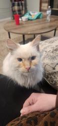 Found/Stray Female Cat last seen Main Street, Layton, UT 84040