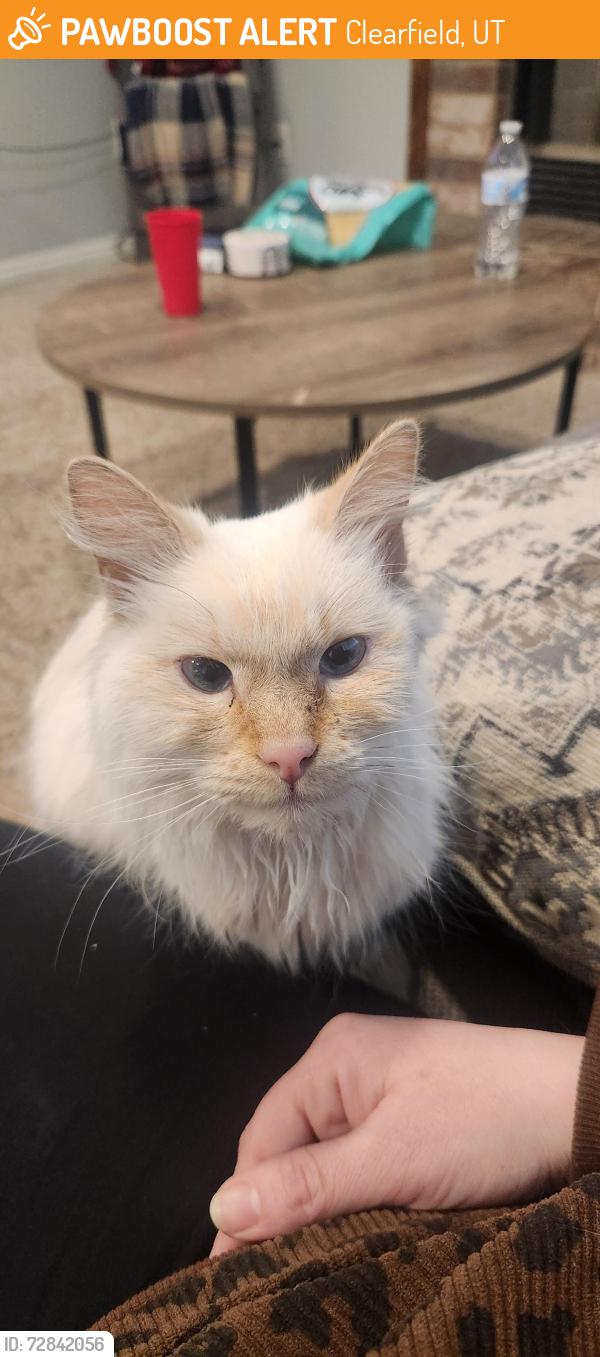 Found/Stray Female Cat last seen Main Street, Layton, UT 84040