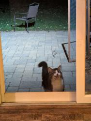 Found/Stray Unknown Cat last seen er park in plymouth, Plymouth, MN 55441