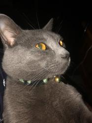 Lost Male Cat last seen thunderbird and 35th ave. near north mountain village apmts, Phoenix, AZ 85053