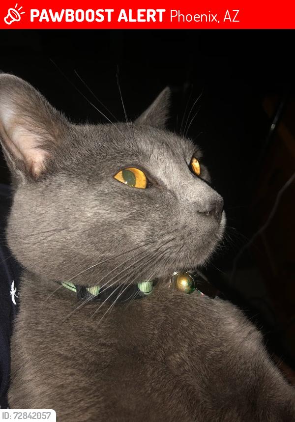 Lost Male Cat last seen thunderbird and 35th ave. near north mountain village apmts, Phoenix, AZ 85053