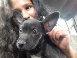 Lost Male Dog last seen Moon lane , Grape Creek, TX 76901