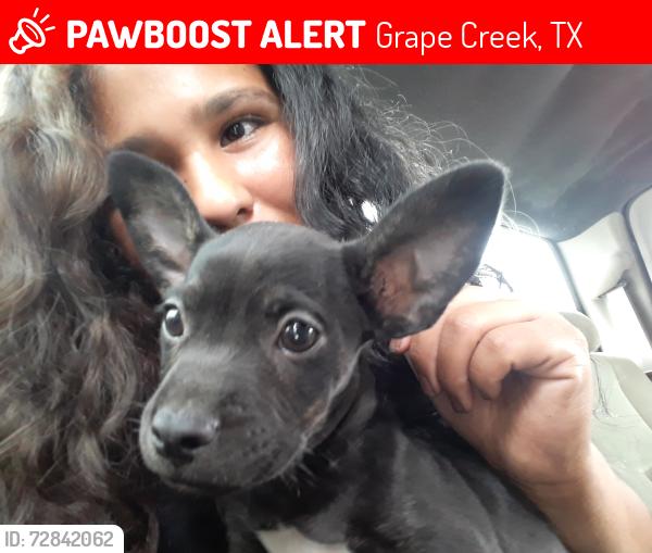 Lost Male Dog last seen Moon lane , Grape Creek, TX 76901