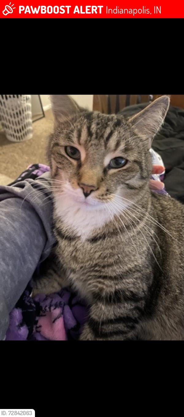 Lost Male Cat last seen tibbs drive in, Indianapolis, IN 46241