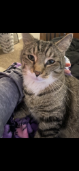 Lost Male Cat last seen tibbs drive in , Indianapolis, IN 46241