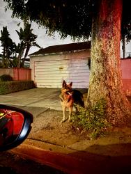 Found/Stray Unknown Dog last seen Gramercy pl and 95th st, Los Angeles, CA 90047