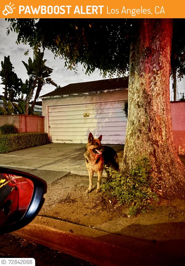 Found/Stray Unknown Dog last seen Gramercy pl and 95th st, Los Angeles, CA 90047