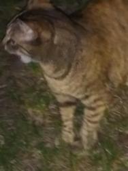 Found/Stray Unknown Cat last seen Dollar General , Ballston, NY 12020