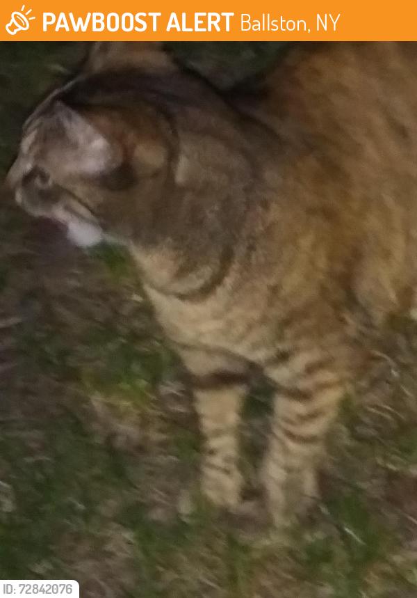 Found/Stray Unknown Cat last seen Dollar General , Ballston, NY 12020