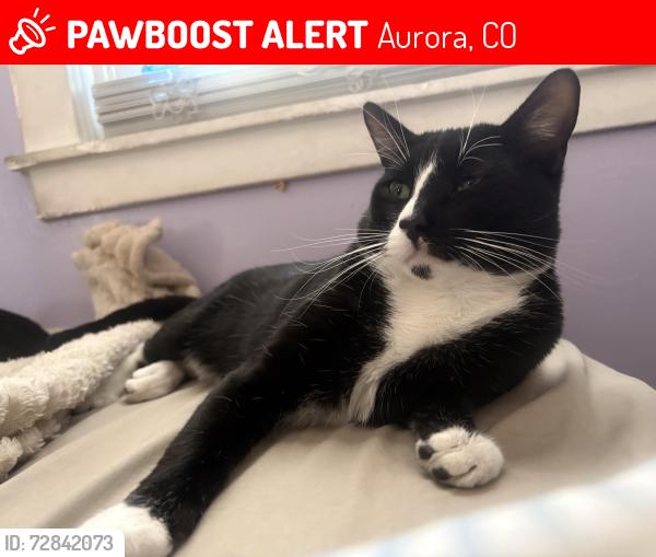 Lost Male Cat last seen Crawford Elementary school, Aurora, CO 80010