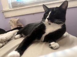 Lost Male Cat last seen Crawford Elementary school, Aurora, CO 80010