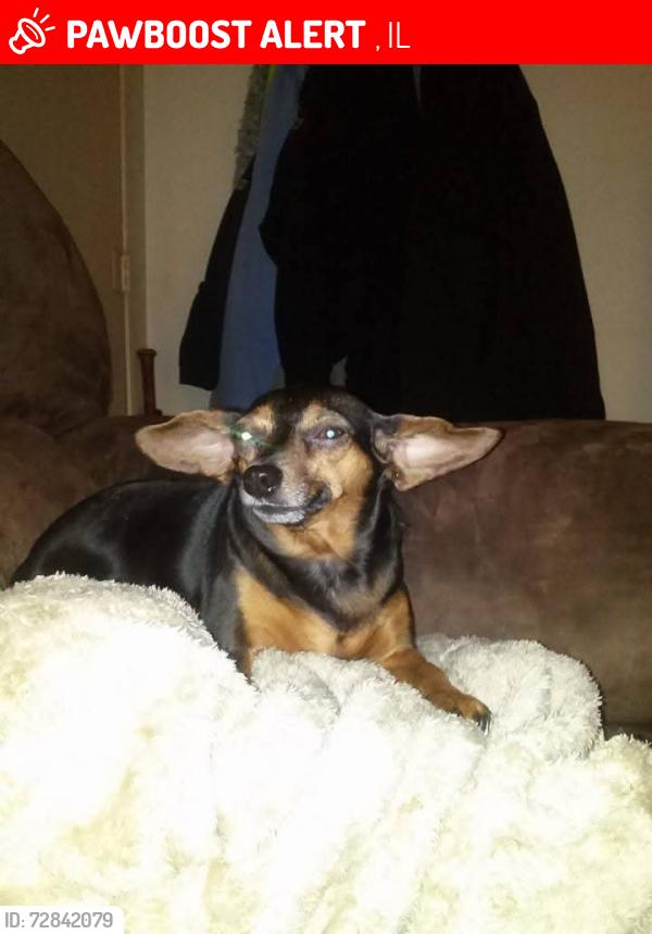 Lost Female Dog last seen Illinois , Morton, IL 61550