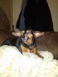 Lost Female Dog last seen Illinois , Morton, IL 61550