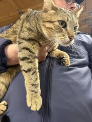 Found/Stray Unknown Cat last seen Lawton And 24th, San Francisco, CA 94122