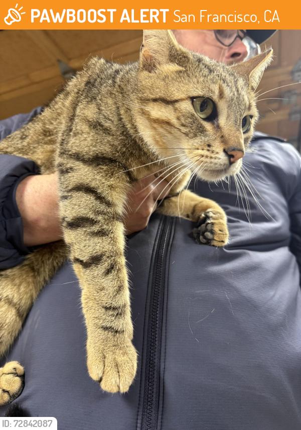 Found/Stray Unknown Cat last seen Lawton And 24th, San Francisco, CA 94122