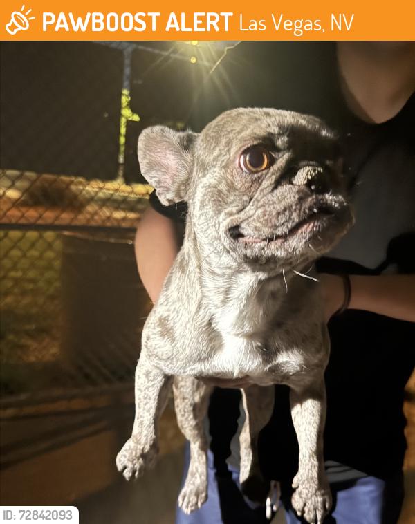 Found/Stray Female Dog last seen Raimbow, Las Vegas, NV 89129
