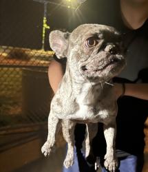 Found/Stray Female Dog last seen Raimbow, Las Vegas, NV 89129