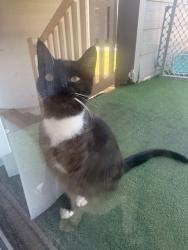 Found/Stray Female Cat last seen Lawndale area , Greensboro, NC 27455