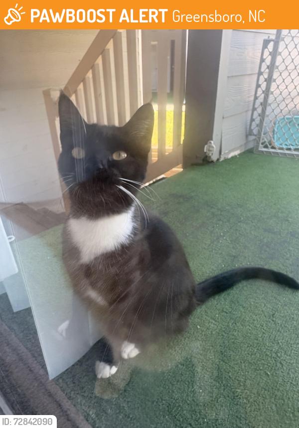 Found/Stray Female Cat last seen Lawndale area , Greensboro, NC 27455
