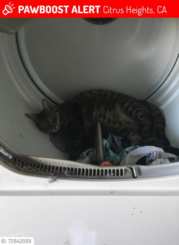 Lost Male Cat last seen Twin oaks avenue , Citrus Heights, CA 95610