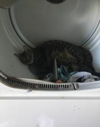 Lost Male Cat last seen Twin oaks avenue , Citrus Heights, CA 95610
