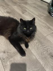 Lost Female Cat last seen 250th st , Lomita, CA 90717