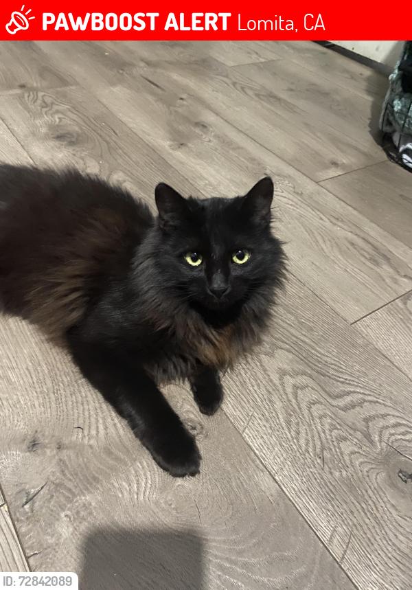Lost Female Cat last seen 250th st , Lomita, CA 90717